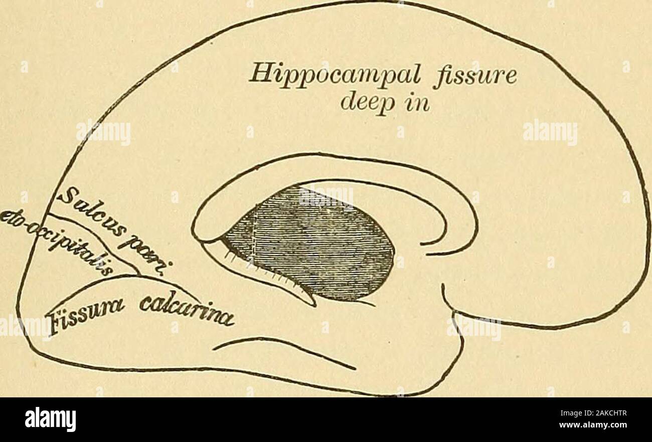 Handbook of insanity for practitioners and students . ed fissures. The large size and extent of thepia mater probably depend, however, on the nutritive needsof the brain, which contains approximately one-fifth of theentire mass of blood in the body. Although the vessels donot cause the development of the fissures, the distributionof the former by different arrangements of the fissures must DEVELOPMENT OF BRAIN. exercise great influence on the activity of the correspond-ing parts of the brain, and it is probable that for this rea-son the activity of the same cortical regions will differ indiffe Stock Photo
