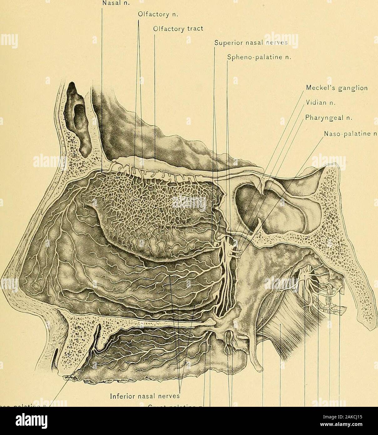 Surgical anatomy : a treatise on human anatomy in its application to the practice of medicine and surgery . f thecrista galli, runs downward in the groove on the internal surface of the nasal bone,and passes forward between the nasal bone and the upper lateral cartilage to sup-ply the tip of the nose. It supplies branches to the anterior portion of both theouter Avail and the septum of the nose. The naso-palatine nerve is a branch of Meckels ganglion, and enters thenasal fossa with the naso-palatine artery at the spheno-palatiire foramen. It crosseson the body of the sphenoid bone to the septu Stock Photo