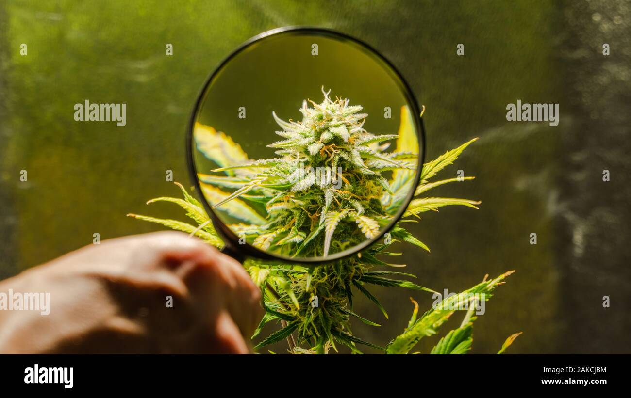 Closeup of medical marijuana female plant in bloom, growing indoor