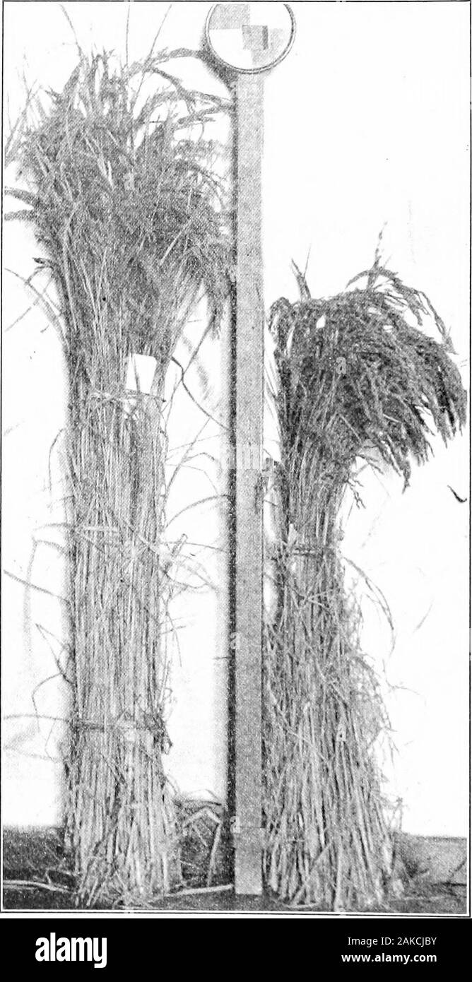 Kinlock Rice Trunk Southern field crops (exclusive of forage plants) . rown onlyin ...