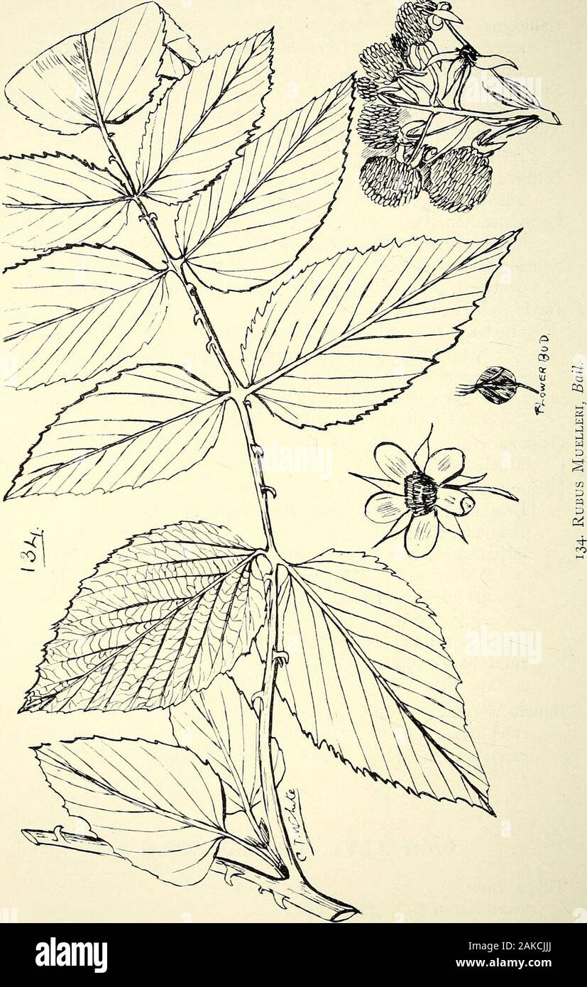 Comprehensive catalogue of Queensland plants, both indigenous and naturalisedTo which are added, where known, the aboriginal and other vernacular names; with numerous illustrations, and copious notes on the properties, features, &c., of the plants . Endl. resinosum, Endl.Gillbeea, F. v. M. adenopetala. F.v.M. (Fig. 138.)Ceratopetalum, Sin. Virchowii, F. v. M. (Fig. 139.)Schizomeria, D. Don. ovata, D.Don.—Fruit white, edible; has been used for jam.Davidsonia, F. v. M. pruriens. F. -v. M.—Davidsonian Plum. Ooray of TullyRiver natives. Fruit purple, edible. Wood useful fortooFhandles.var. Jerseya Stock Photo