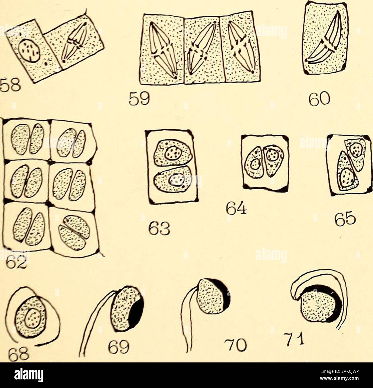 The embryology and development of Riccia lutescens and Riccia crystallina .. . 61^ Stock Photo