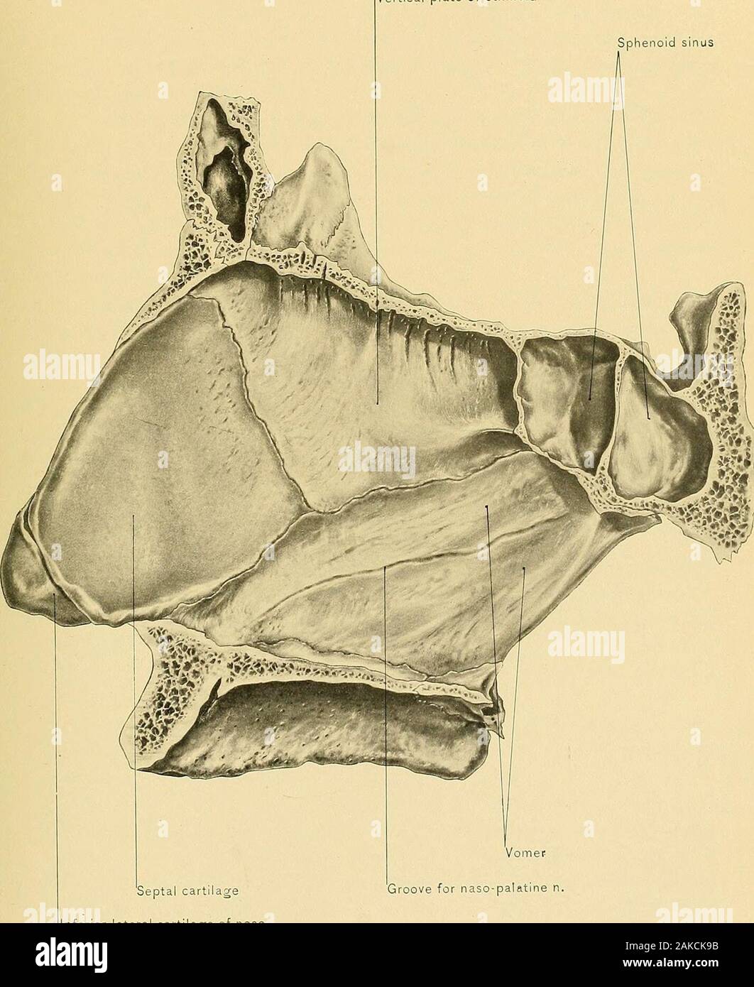 Surgical anatomy : a treatise on human anatomy in its application to the practice of medicine and surgery . ateral cartilage Fibrous tissue of ala of nose Anterior nasal spineof superior maxilla CARTILAGES AT BASE OF NOSE,290 PLATE CCXX. Vertical plate of ethmoid Sphenoid sinus. Septal cartilageInferior lateral cartilage of nose VomerGroove for naso-palatine n. NASAL SEPTUM,291 THE NOSE. 293 is attached to the superior lateral cartilage and the superior maxilla by densefibrous tissue, in which the sesamoid cartilages are found. Tlie margin of thealse of the nose is not formed by the inferior l Stock Photo