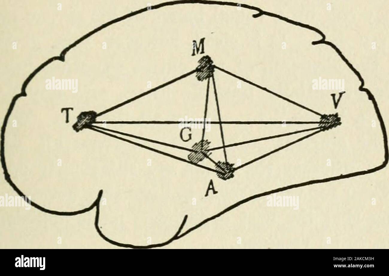 The mind and its education / by George Herbert Betts . it,hearing the owners dog bark as you leave the place.The accompanying diagram will illustrate roughly thecenters of the cortex which were involved in the act,and the association fibers which connect them. (SeeFig. 16.) Now let us see how you may afterwardremember the circumstance through association. Letus suppose that a week later you are seated at yourdining table, and that you begin to eat an apple whoseflavor reminds you of the one which you plucked fromthe tree. From this start how may the entire circum-stance be recalled? Rememberin Stock Photo
