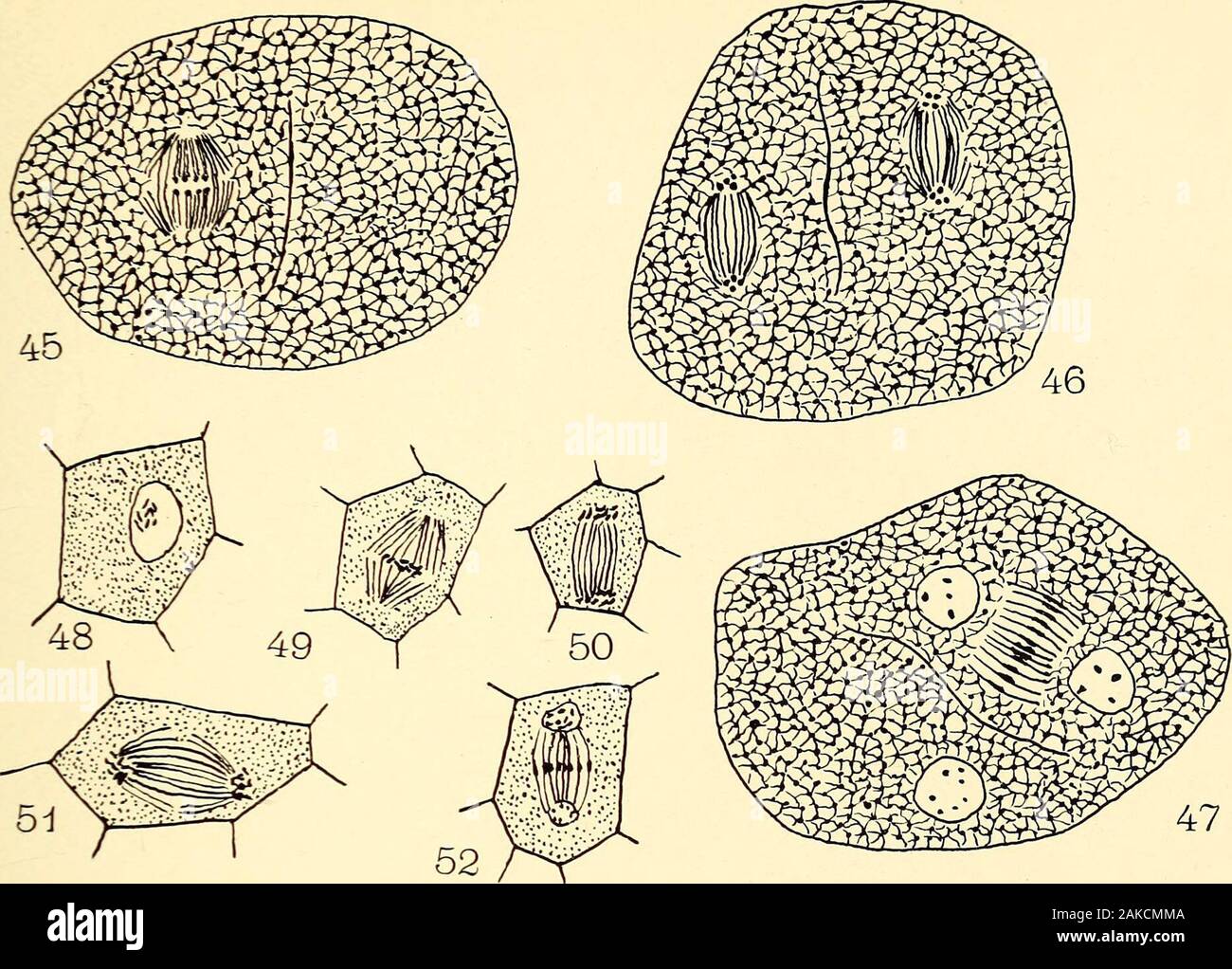 The embryology and development of Riccia lutescens and Riccia crystallina .. . 44LEWIS on RTC CIA BOTANICAL GAZETTE, XLI PLATE VIII. Stock Photo