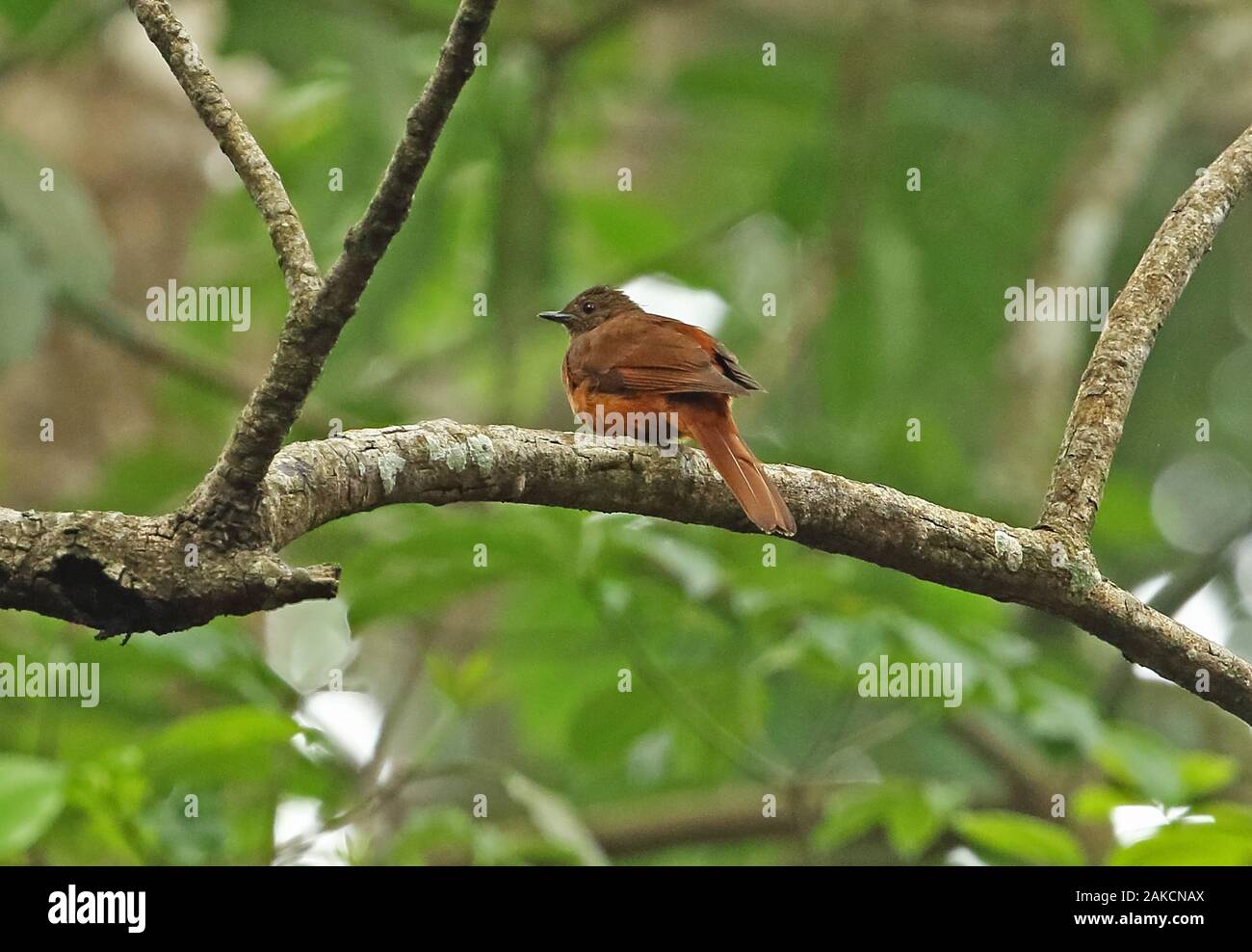 Rufous Flycatcher-thrush (Stizorhina fraseri vulpina) adult resting on branch  Kibale Forest National Park, Uganda               November Stock Photo