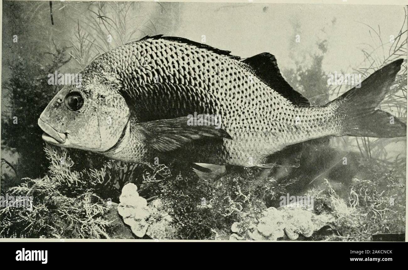American food and game fishes : a popular account of all the species ...