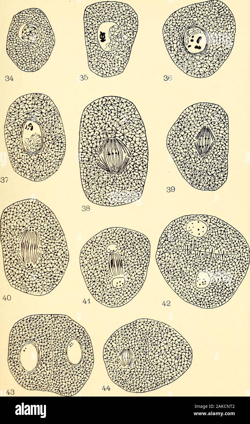 The embryology and development of Riccia lutescens and Riccia crystallina .. . LEWIS on RICCIA BOTAXICAL GAZETTE, XLI PLATE VII. 44LEWIS on RTC CIA BOTANICAL GAZETTE, XLI PLATE VIII Stock Photo