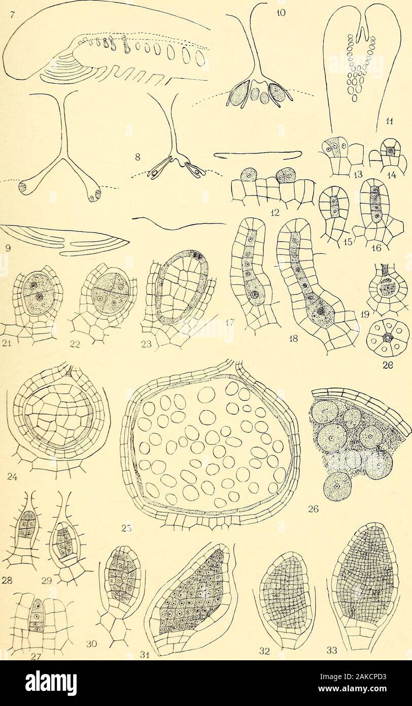 The embryology and development of Riccia lutescens and Riccia crystallina .. . LEWIS on RICCIA BOTAXICAL GAZETTE, XLI PLATE VJ. LEWIS on RICCIA BOTAXICAL GAZETTE, XLI PLATE VII Stock Photo