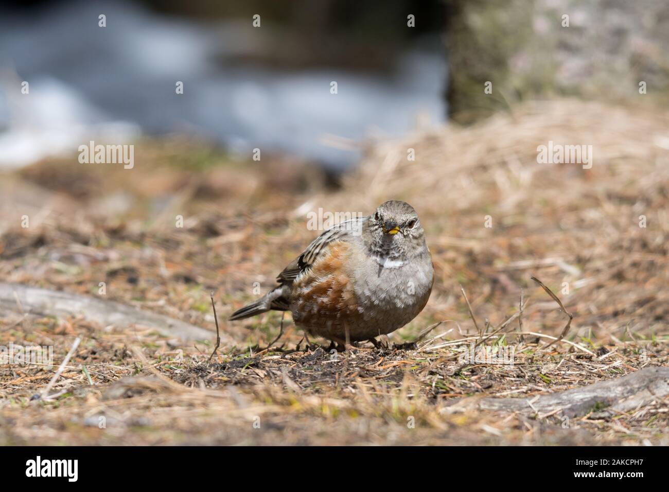 Alpine Accentor (Prunella collaris, Sturnus collaris) in Carpathian Mountains, Beskid Sądecki, Poland Stock Photo