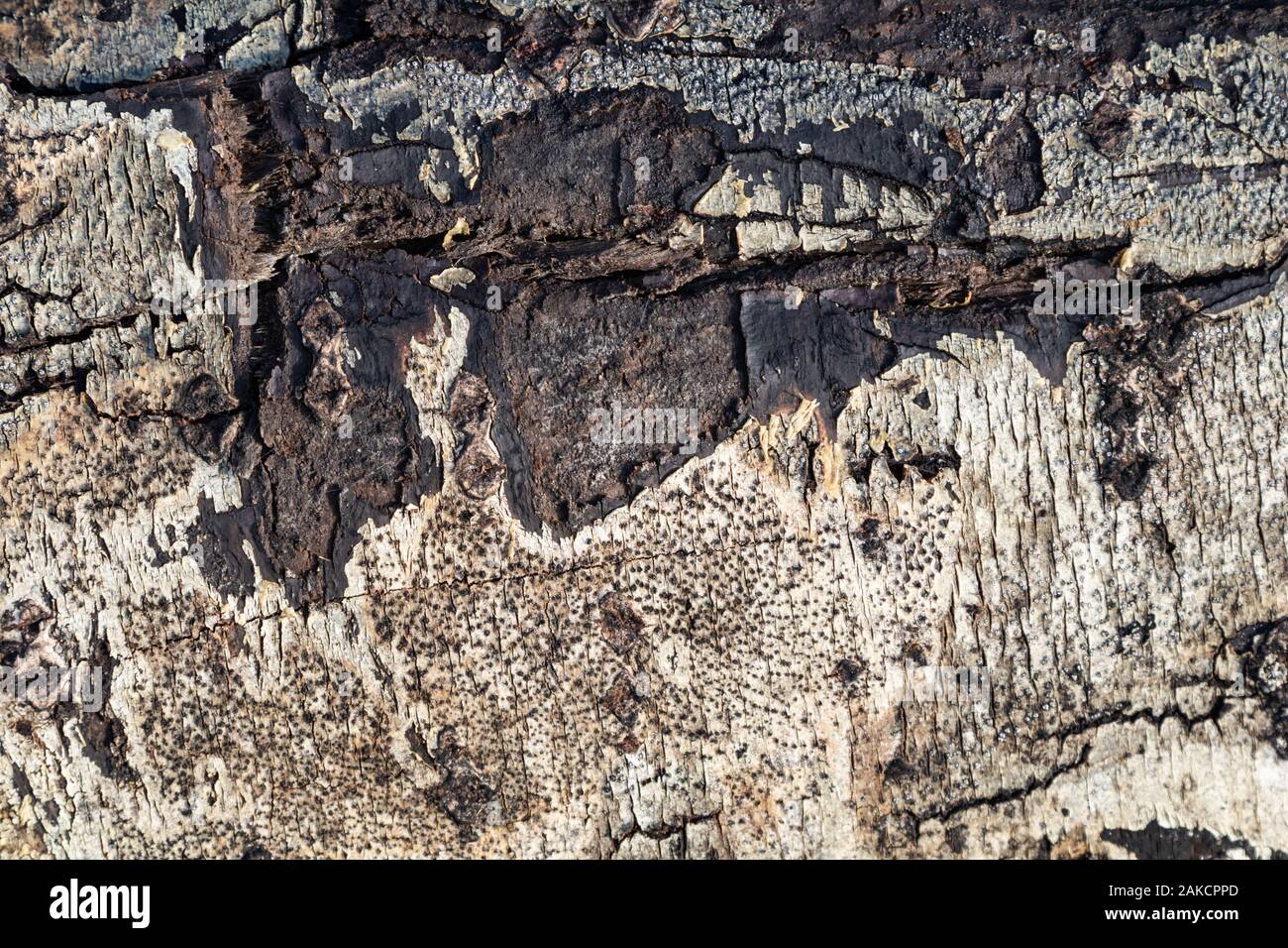 Natural wood bole trunk bark surface flat high quality texture Stock Photo