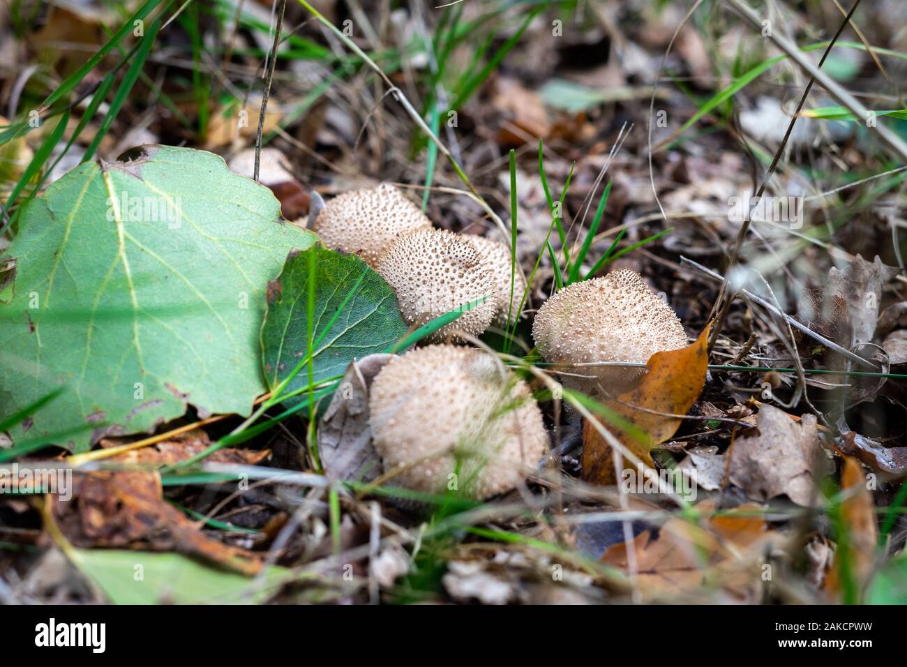 A group of young mushrooms of the genus Lycoperdon. Stock Photo