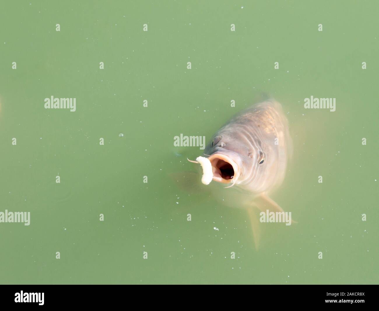 Siluriformes or Nematognathi usually called Catfish eating snacks in a green lake Stock Photo