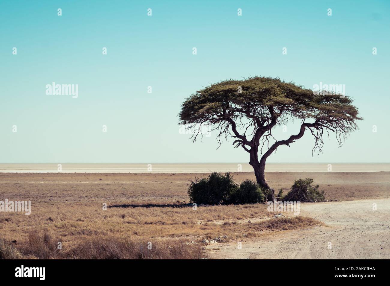 Tree savanna hi-res stock photography and images - Alamy