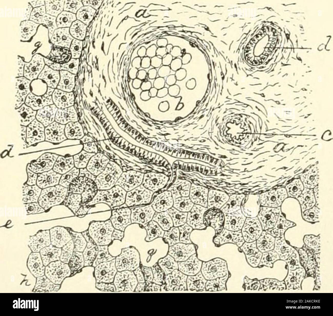 Textbook of normal histology: including an account of the development of the tissues and of the organs . r neces-sity for or probability of theexistence of a membrane tolimit the lumen of the bile-tubule than in the case of other glands. The direct transforma-tion of the secreting hepatic cells into the epithelium of the bile-duct at the margin of theFlG- 225- lobule further opposes the assumption of such limitingmembrane, while examinationof livers in which the tubu-lar type of the acini is re-tained fails to show suchstructures within the luminaof the tubes. Emerging from the lobuleat the pe Stock Photo
