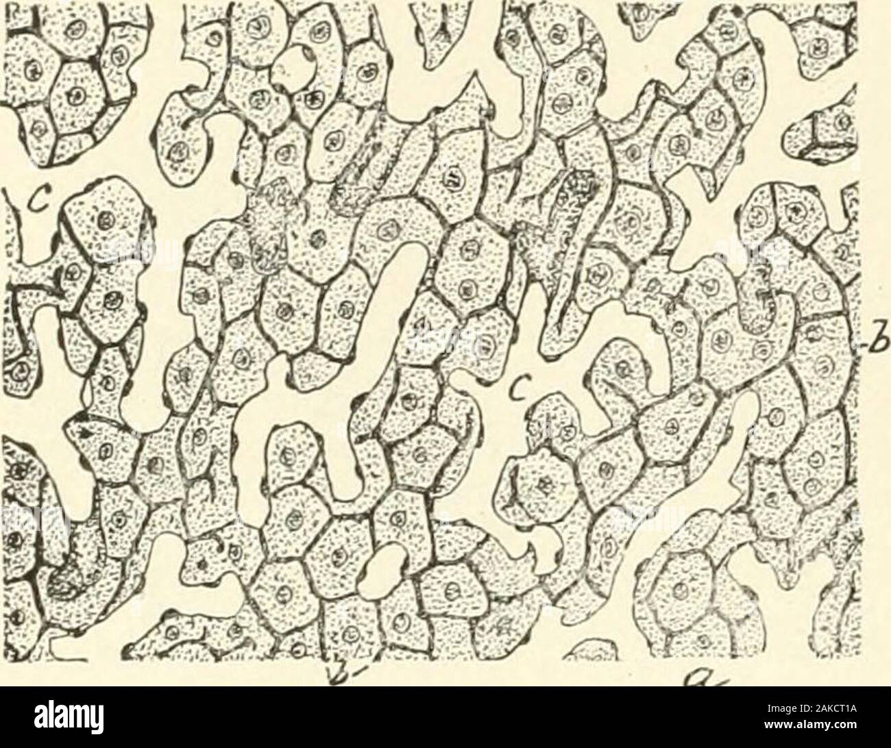 Textbook of normal histology: including an account of the development of the tissues and of the organs . Section of liver of frog, exhibiting tubu-lar character of gland : a, blood-channelscontaining corpuscles ; i, lumina of hepaticcylinders which correspond to bile-capil-laries ; c, pigment-cell. i8o NORMAL HISTOLOGY.. Section of rabbits liver in which the bile-capillaries(b) have been injected and appear as dark lines betweenthe cells : c, blood-channels. The existence of a distinct independent wall to the bile-capillarieshas been the subject of much conflicting testimony ; according to som Stock Photo