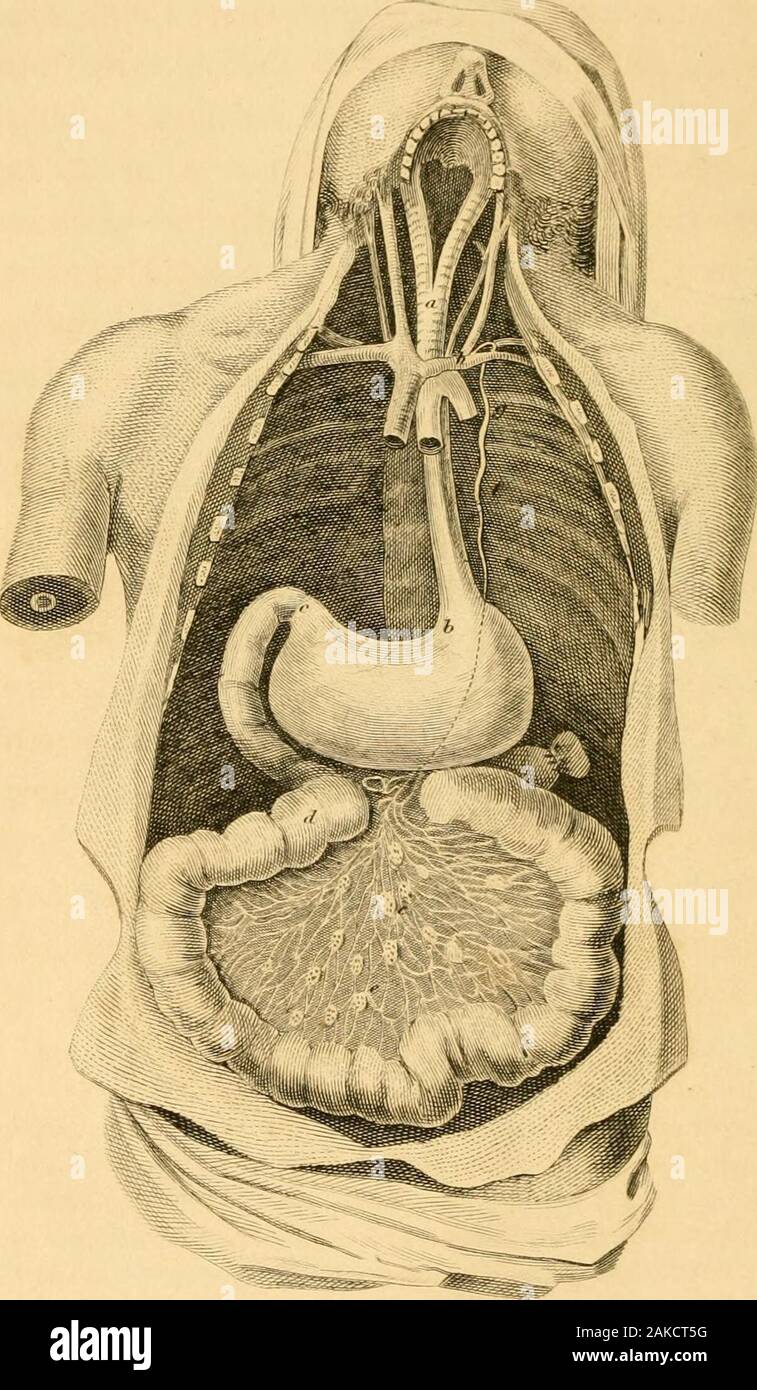 Scriptum Anatomy Natural theology : or, evidences of the existence and attributes of the ...