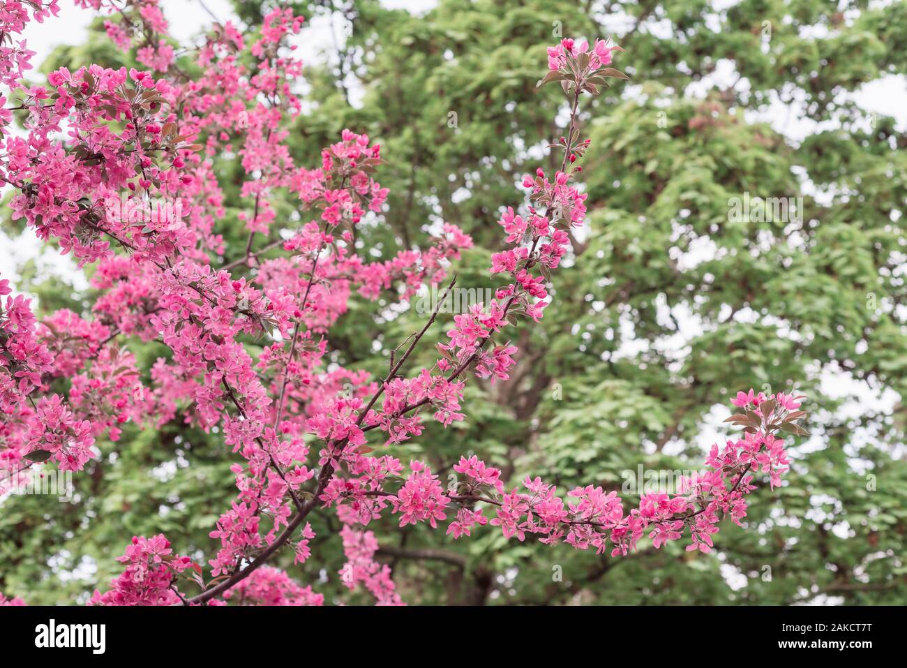 Blooming gardens in the spring. Apple tree branch with pink flowers ...