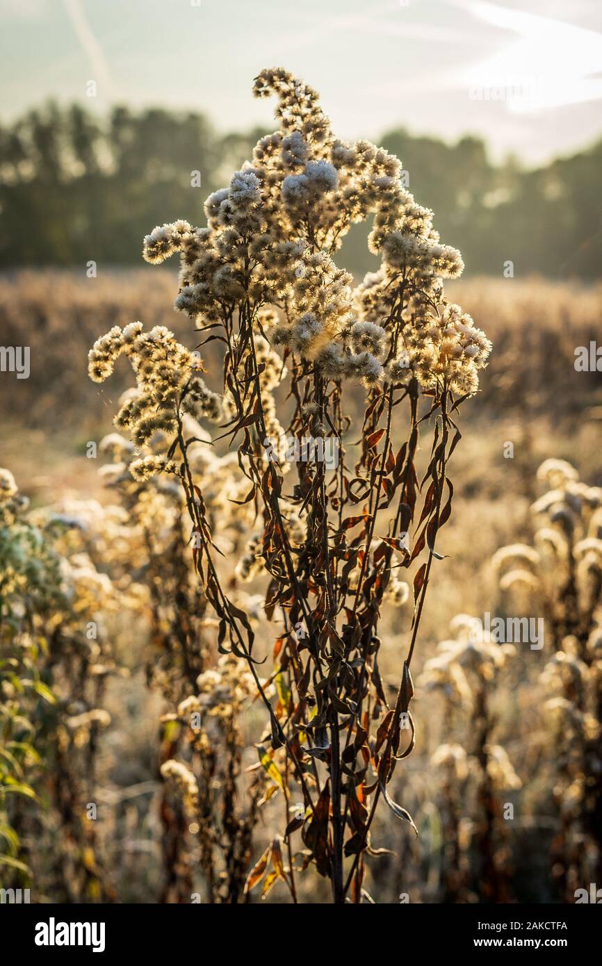 Dry stems of Solidago virgaurea covered with hoarfrost. The first frost. Stock Photo