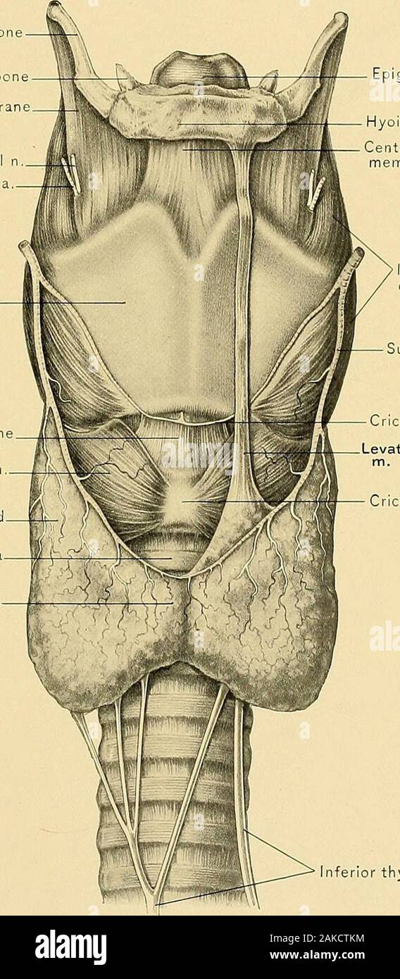 Surgical anatomy : a treatise on human anatomy in its application to the practice of medicine and surgery . Med an tIosso epiglottideanfold Adenoid tissue atbase of tongue Foramen caecum Circumvallate papillaeFungiform papillae SUPERIOR APERTURE OF LARYNX.250 PLATE CCIX, Greater cornu of hyoid bon Lesser cornu of hyoid bonLateral portion of thyro-hyoid membran Internal laryngeal nSuperior laryngeal a Thyroid cartilage Crico-thyroid membraneCrico-thyroid m Lattjral lobe of thyroid glandTrachea Isthmus of thyroid gland. Epiglottis Hyoid bone Central portion of thyro-hyoidmembrane nferior constri Stock Photo
