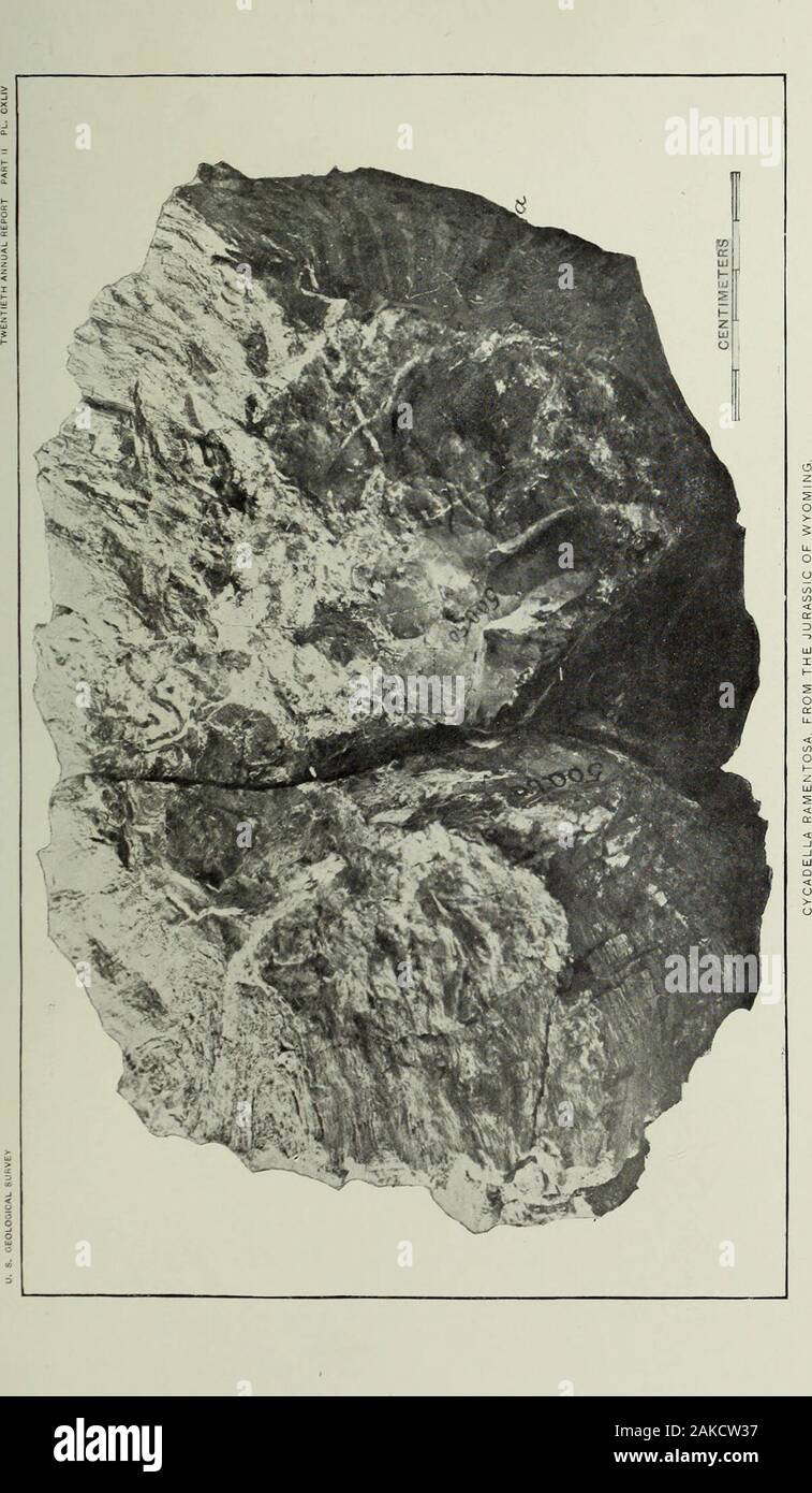 Annual report of the United States Geological Survey to the Secretary of the Interior . UNIVERSITY of ILLINOIS. PLATE CXLIV. 677 PLATE CXLIV CviADELLA ramentosa Ward View of the inner fractured surface of the portion of a trunk formed bythe union of the complementary Nos. 500.50 and 500.60 of the Museumof the University of Wyoming,(a) No. 500.50; (6) No. 500.60.678. 1 LIBKAftY OF THE UNIVERSITY of ILLINOIS, PLATE OXLV. PLATE CXLV. Pace. Cycadella ferri ginea Ward € 408 Fig. 1. View of the outer surface of No. 500.51 of the Museum of the Uni-versity of Wyoming.Fig. 2. Similar view of No. 500.74 Stock Photo