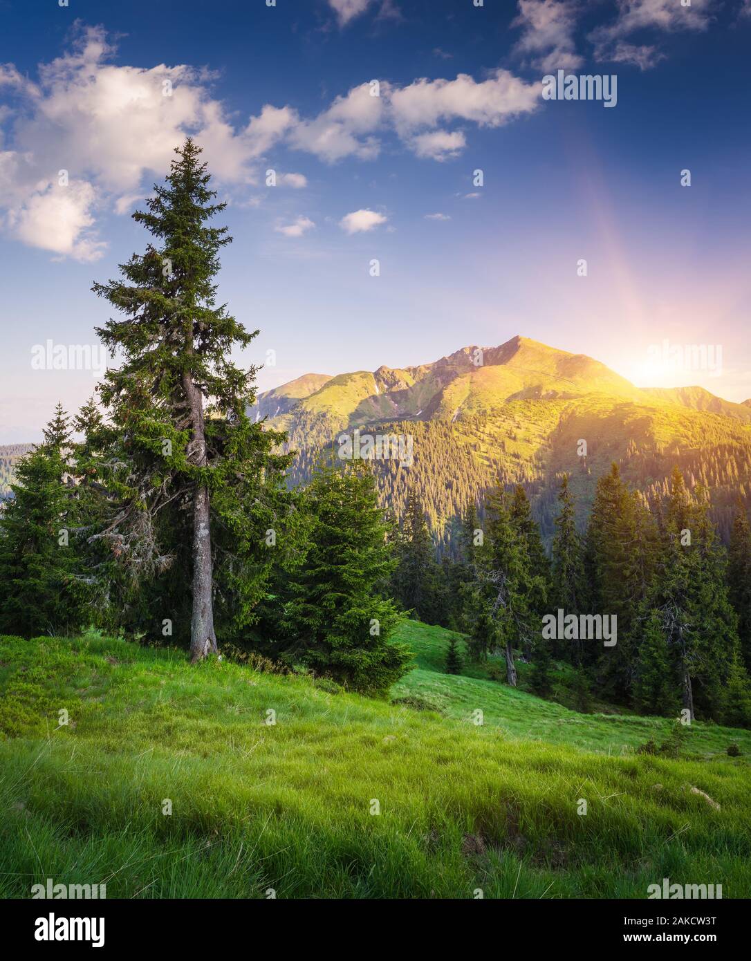 Spruce tree on a hillside near a pine forest. Summer landscape in the mountains. Sun over the mountain ridge. Morning light. Karpaty, Ukraine, Europe Stock Photo