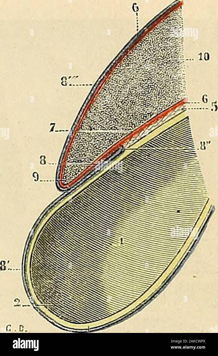 vesicule high resolution stock photography and images alamy