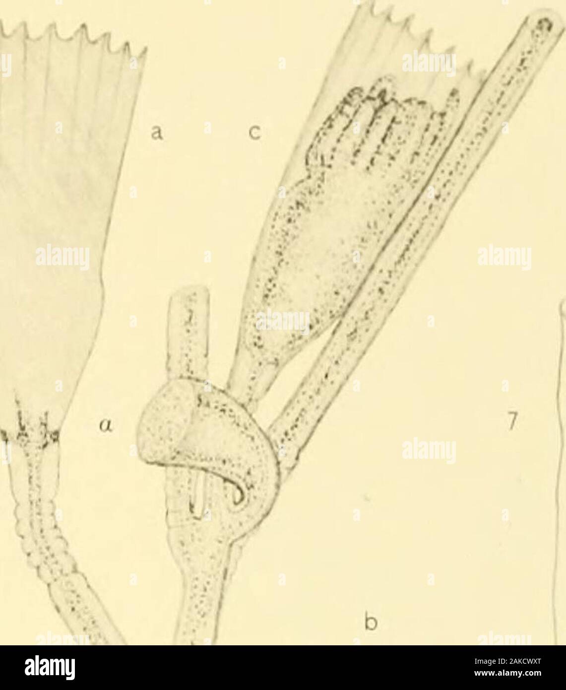 Memoirs of the Museum of Comparative Zoölogy, at Harvard College, Cambridge, Mass . enlarged, x HG.Fig. 4. The same specimen as figure 2. x GO. Obelia (?) sp., page 10.Fig. 5. Natural size, on Thuiaria tubuliformis.Fig. 6. An entire colony, x 116.Fig. 7. The distal end of a hydrotheca. Albatross K. Pacific K. Hvdn i P . MEUOTYPE CO., BOSTON. Plate 6. Plate 6. Obelia striata, page 9. Fig. 1. A part of a colony; a, young gonothecpe ; b, a hydrotheca much less than theusual size ; c, a hydrotheca of the normal size and shape ; d and e, hydrothecaefrom the same stem showing a transverse constrict Stock Photo