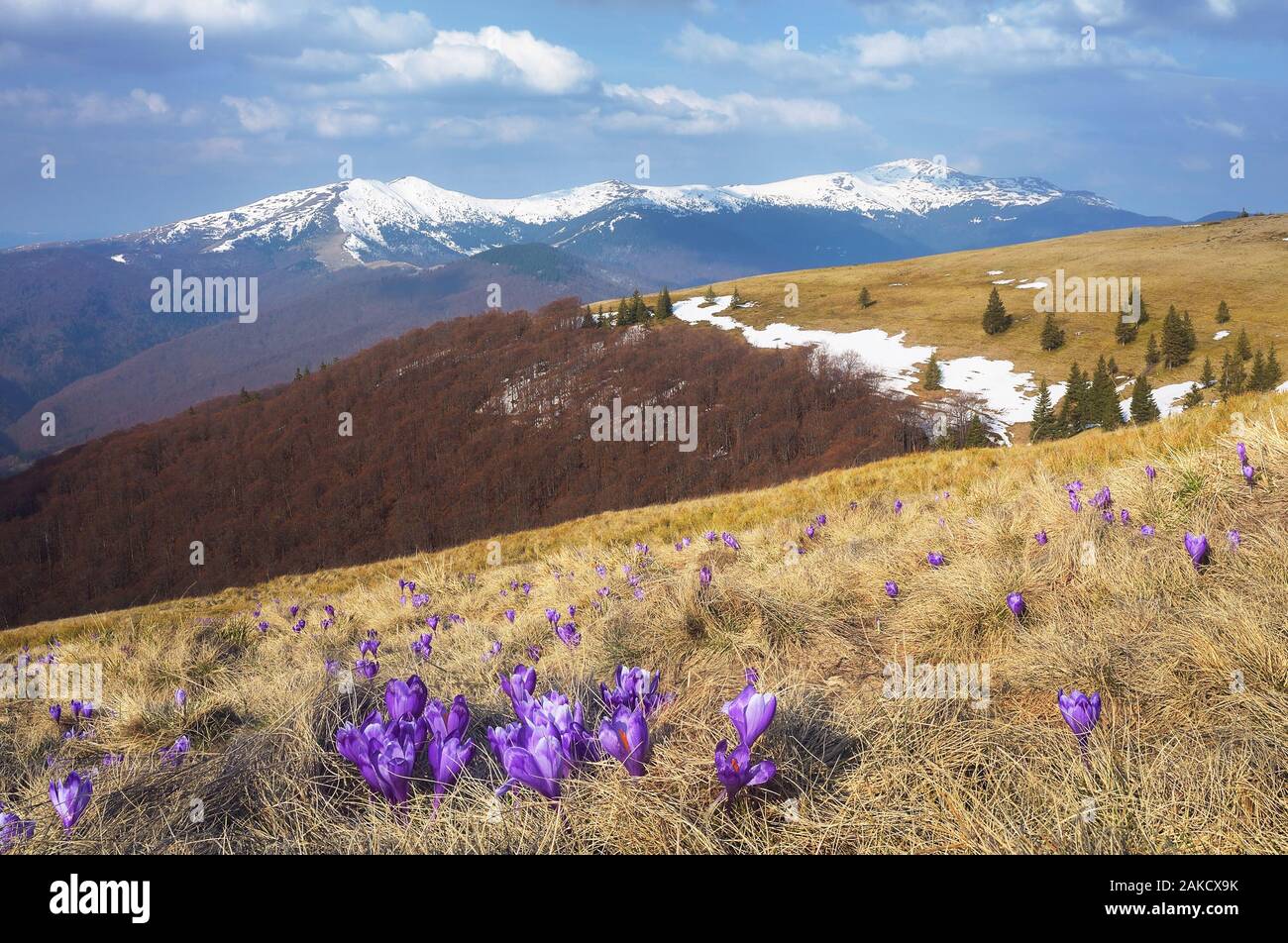 Mountain Landscape With Flowers Of Crocus Early Spring In The