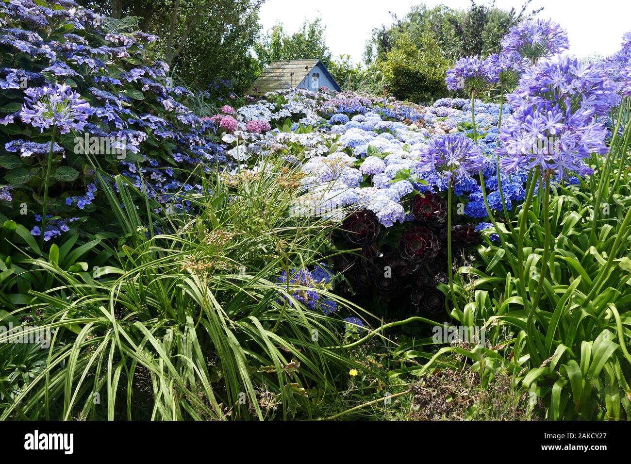 Hydrangea Garden Border High Resolution Stock Photography And Images Alamy