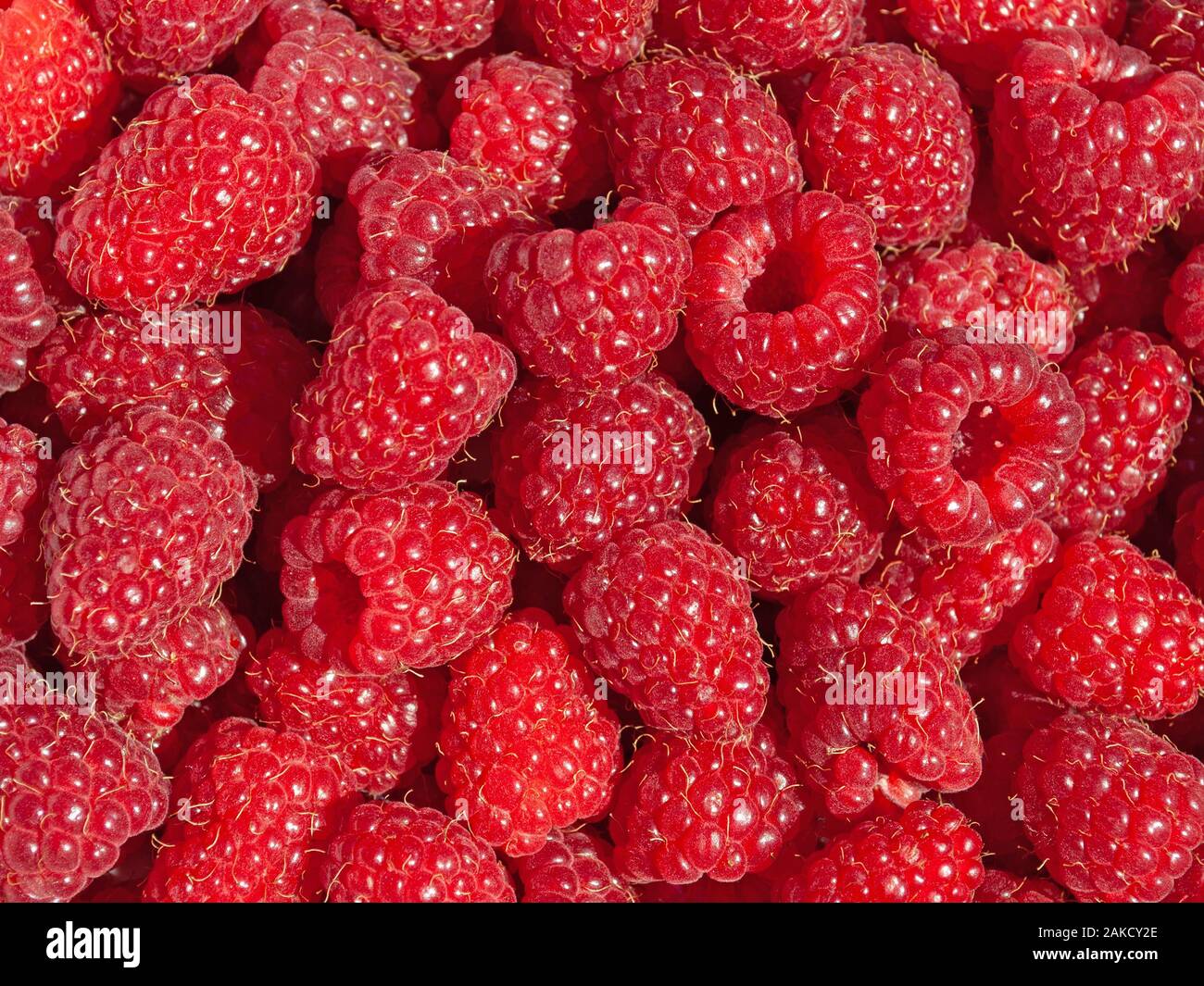 Freshly picked raspberries, Rubus idaeus Stock Photo