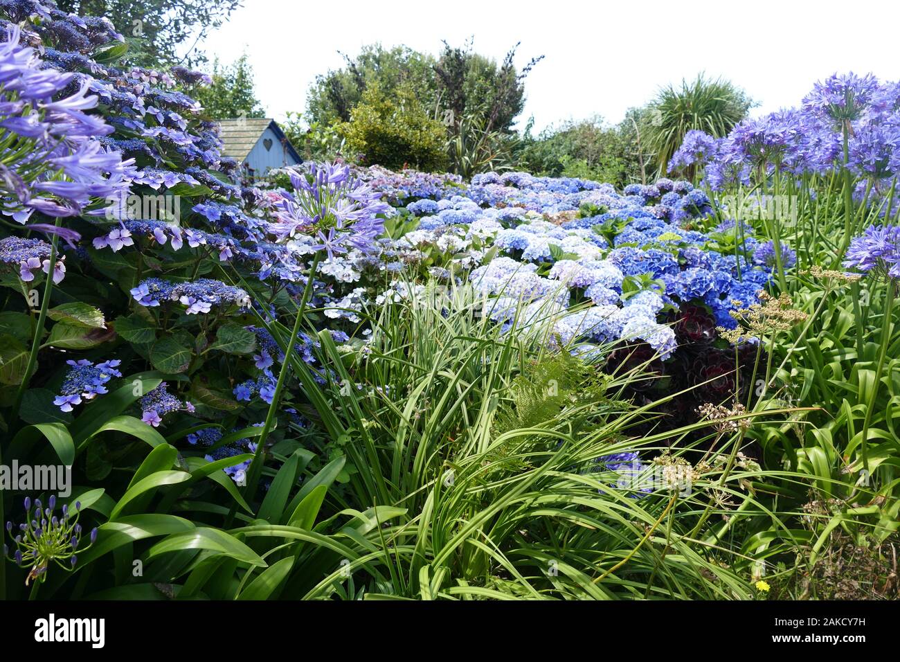 Agapanthus and Hydrangea garden Stock Photo