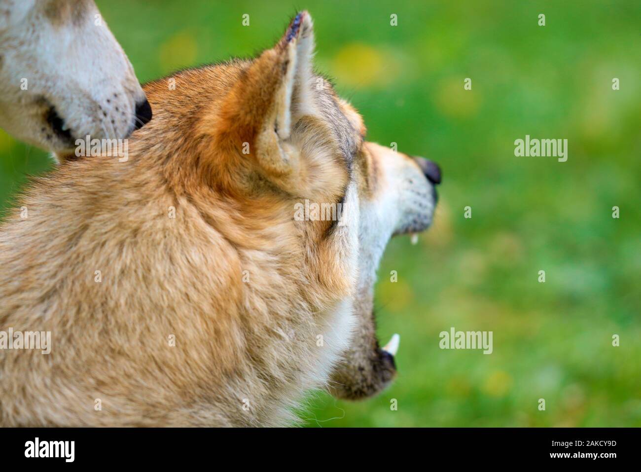 Wildlife in South Africa Stock Photo