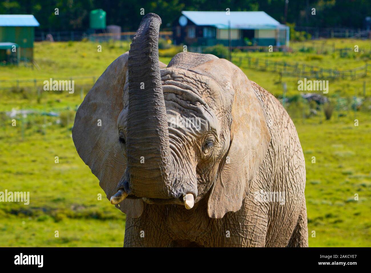 Elephant close encounter Stock Photo - Alamy