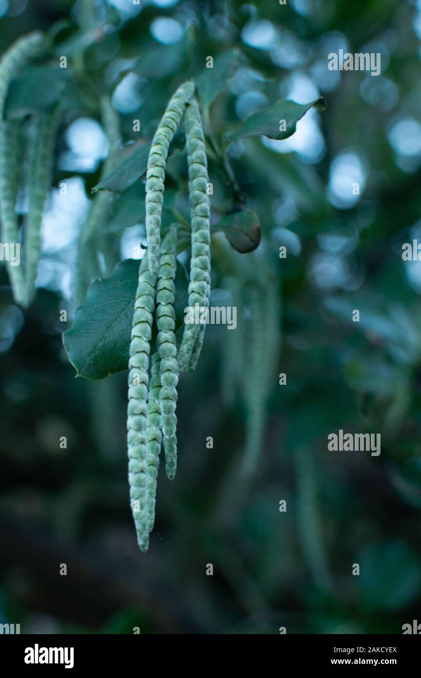catkins hanging from tree Stock Photo