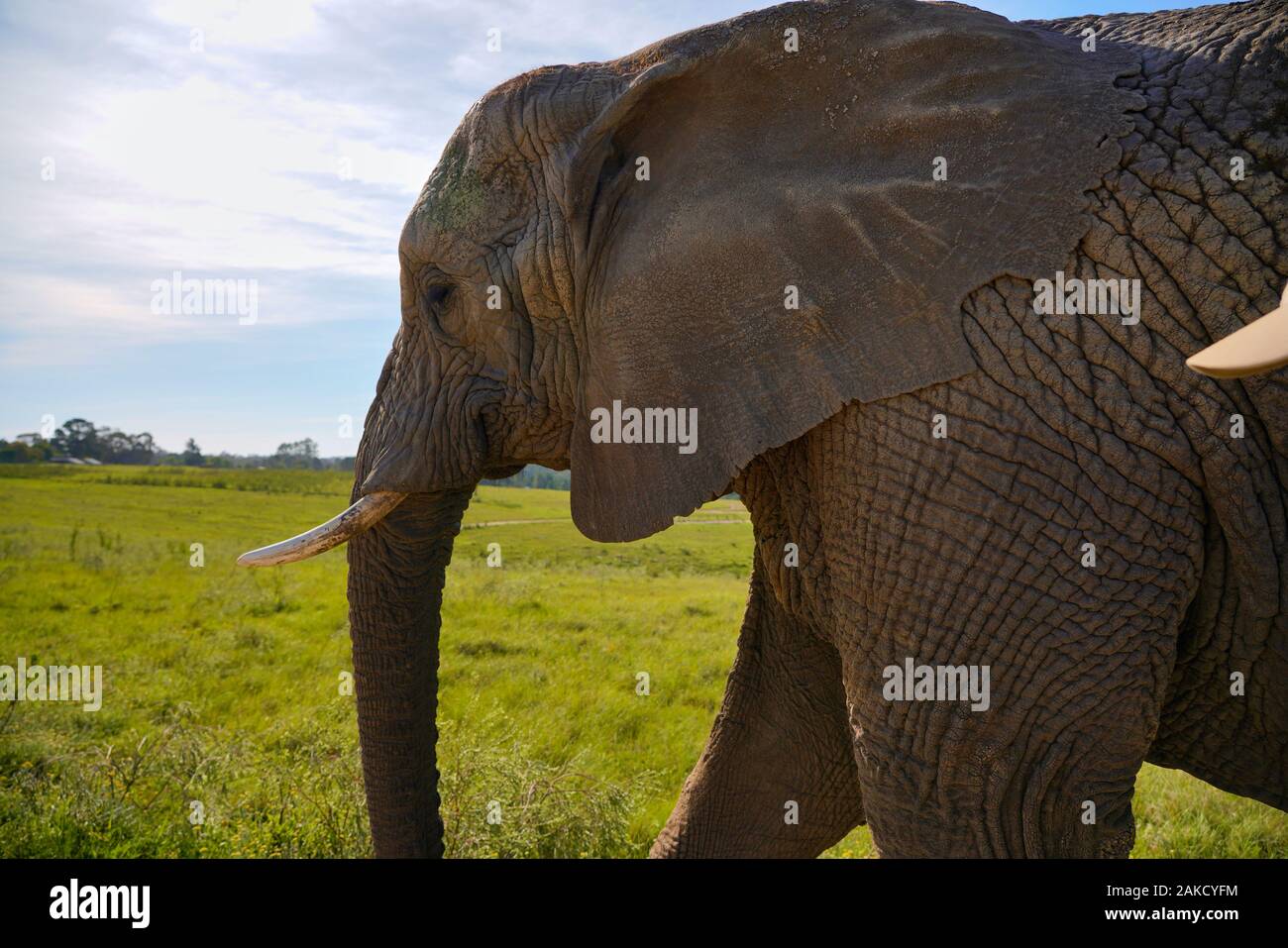 Elephant close encounter Stock Photo - Alamy