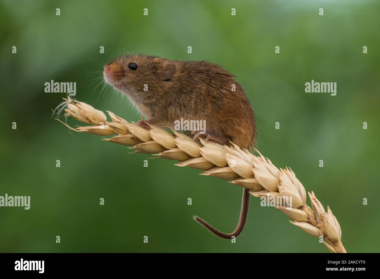Harvest Mouse, Westcountry Wildlife Centre, Devon Stock Photo