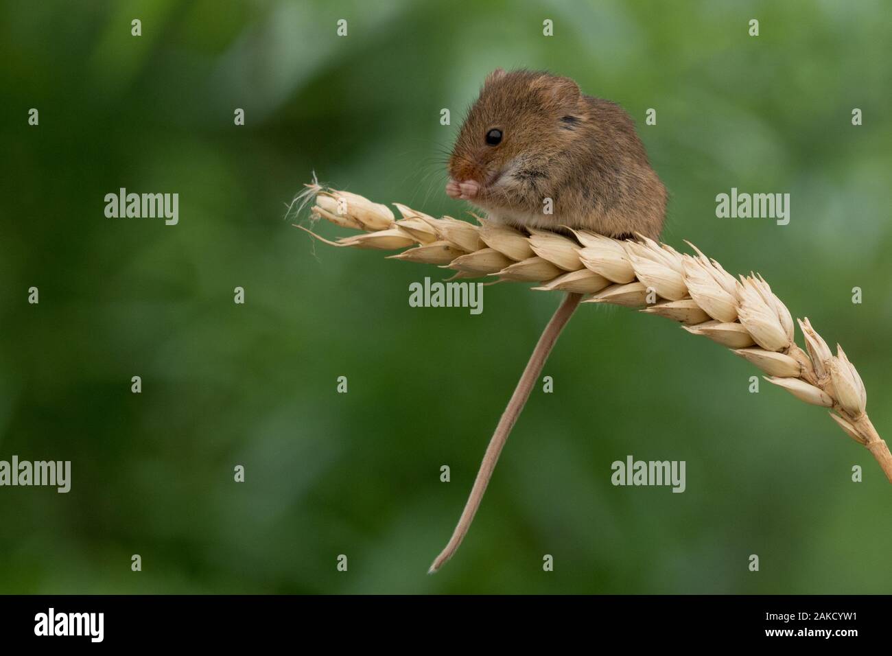 Harvest Mouse, Westcountry Wildlife Centre, Devon Stock Photo
