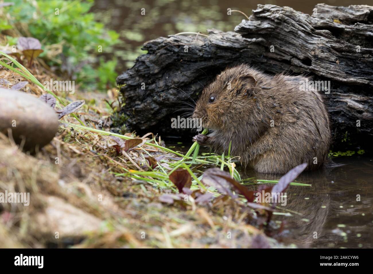 Water Vole eating grass at waters edge Stock Photo
