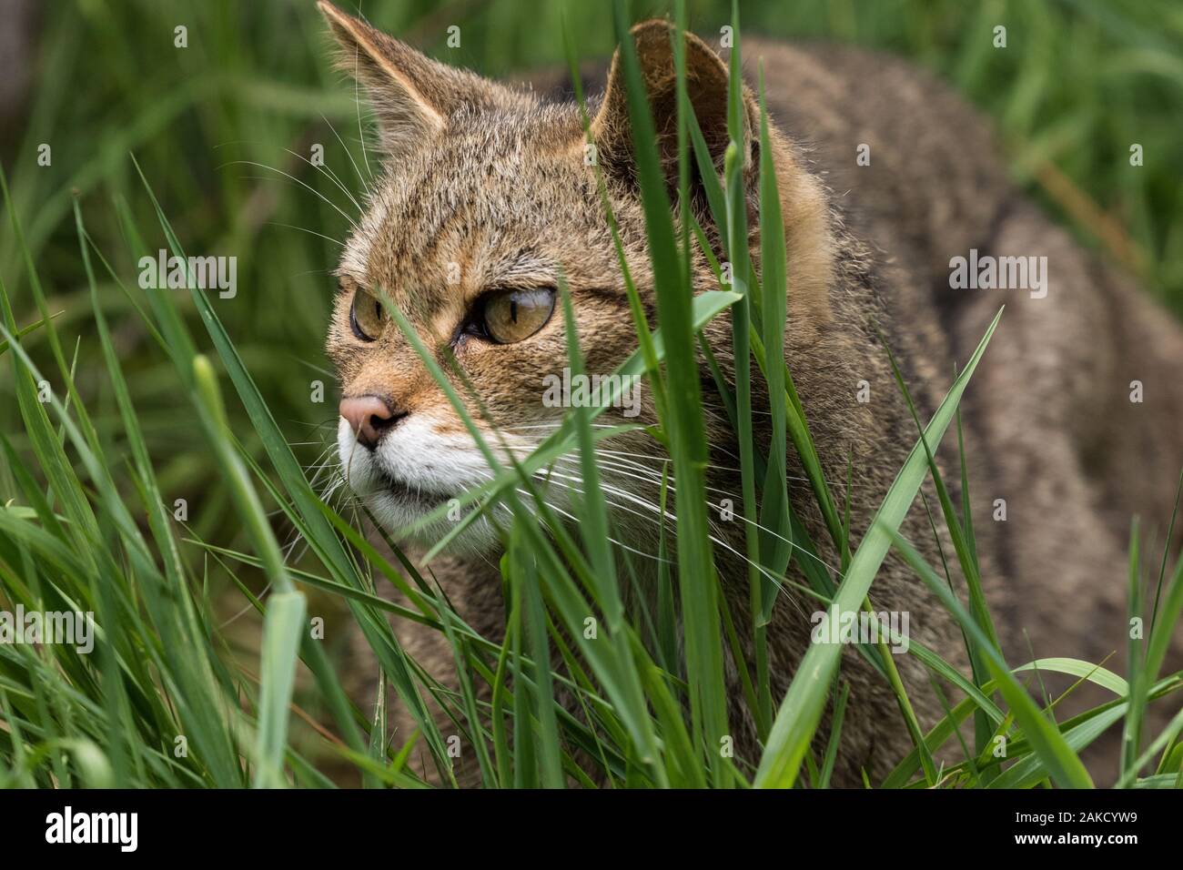 Scottish Wildcat, Westcountry Wildlife Centre, Devon Stock Photo
