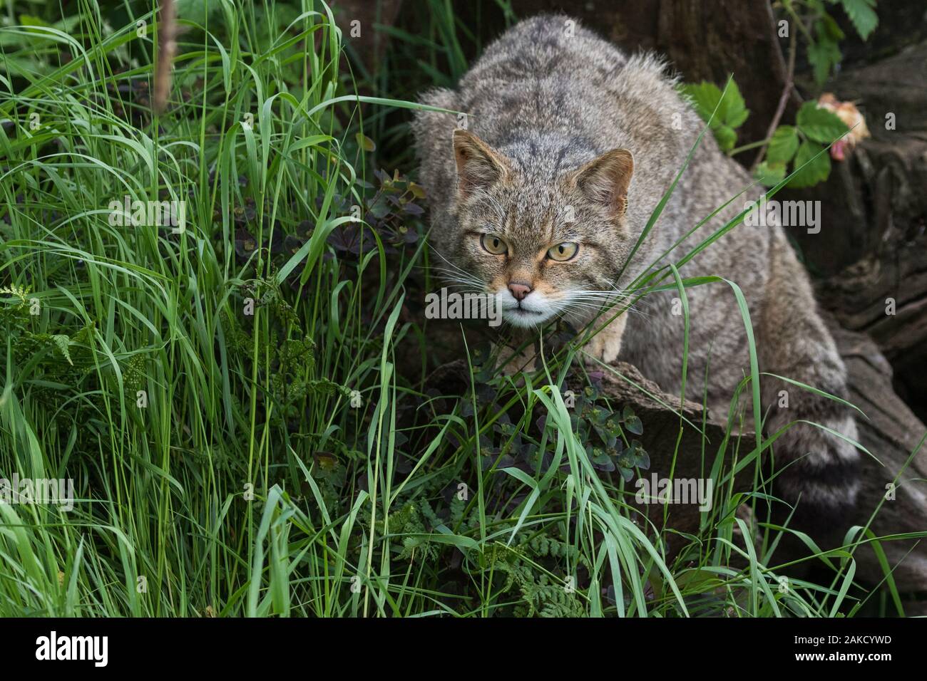 Scottish Wildcat, Westcountry Wildlife Centre, Devon Stock Photo