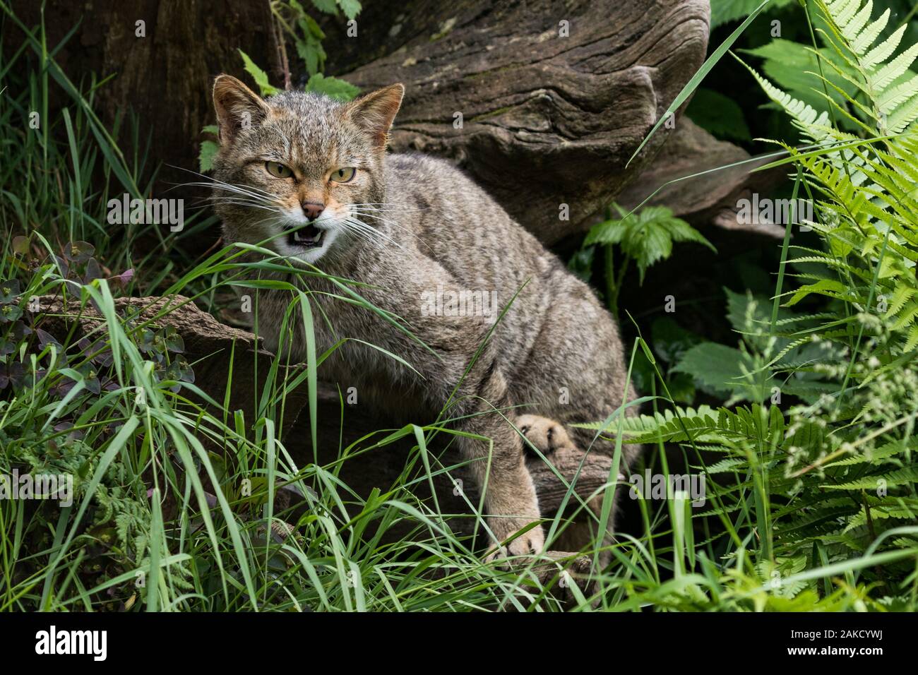 Scottish Wildcat, Westcountry Wildlife Centre, Devon Stock Photo