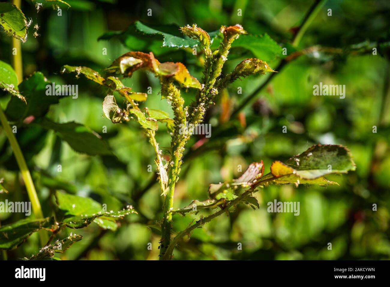 Pests of roses.Close-up. Soft focus effect. Green rose aphid Macrosiphum  rosae, Aphididae and large rose sawfly Arge pagana on a young stalk and  roseb Stock Photo - Alamy