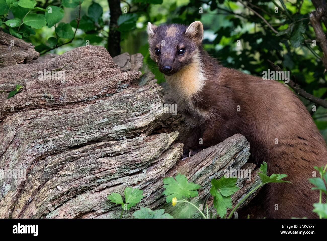 Pine Marten, Westcountry Wildlife Centre, Devon Stock Photo