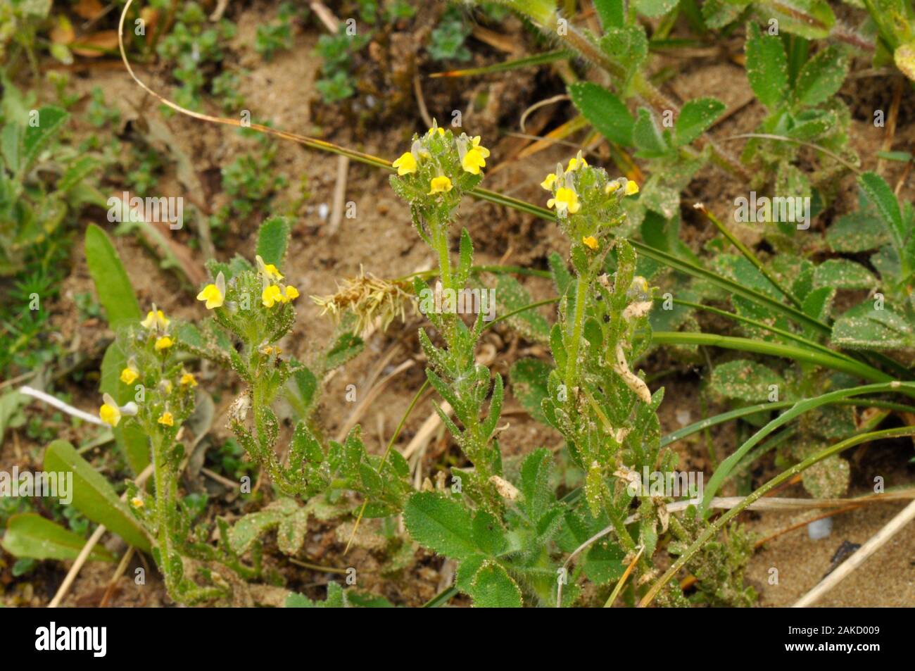 Sand Toadflax,'Linaria arenaria', Short, Sticky haired, Yellow flowered,Rare.Found in Sand dunes. Coastal habitat. May till September.  Braunton. Nort Stock Photo