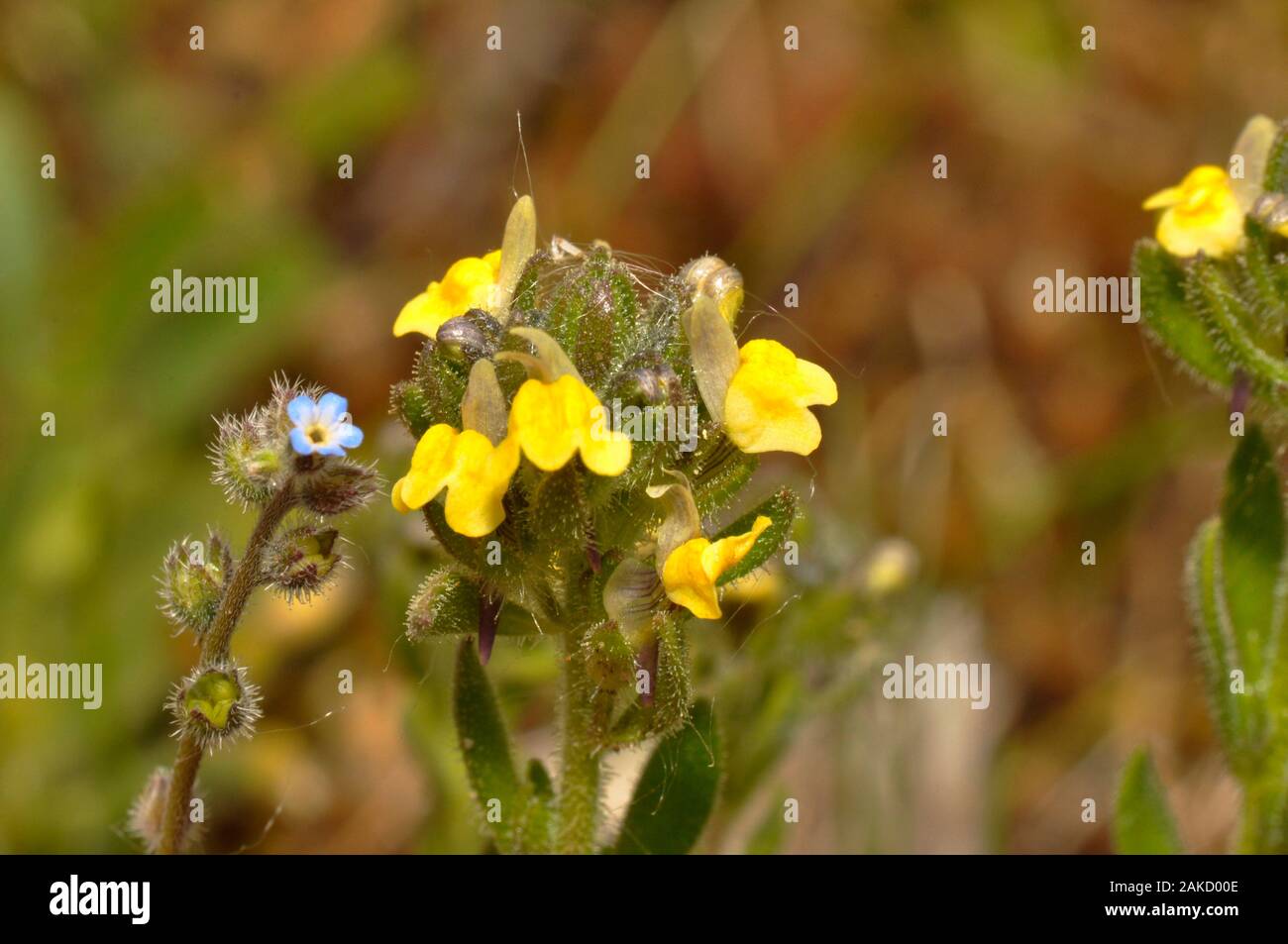 Sand Toadflax,'Linaria arenaria', Short, Sticky haired, Yellow flowered,Rare.Found in Sand dunes.with Myosotis laxa - Tufted Forget-me-not, Coastal ha Stock Photo