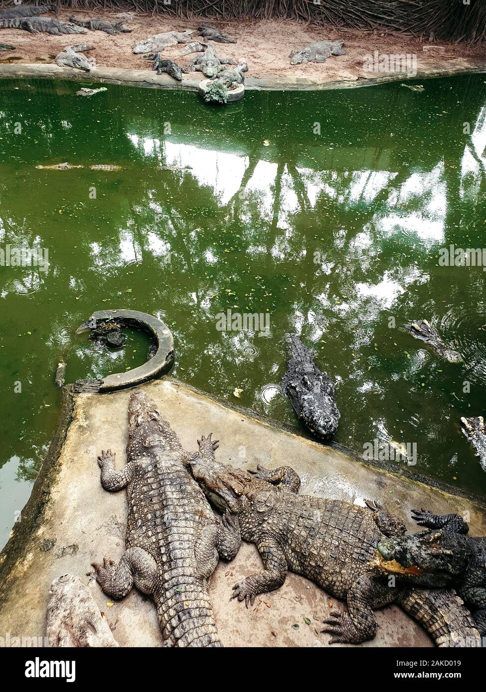 Crocodiles Basking In The Sun. Crocodiles In The Pond. Crocodile Farm ...