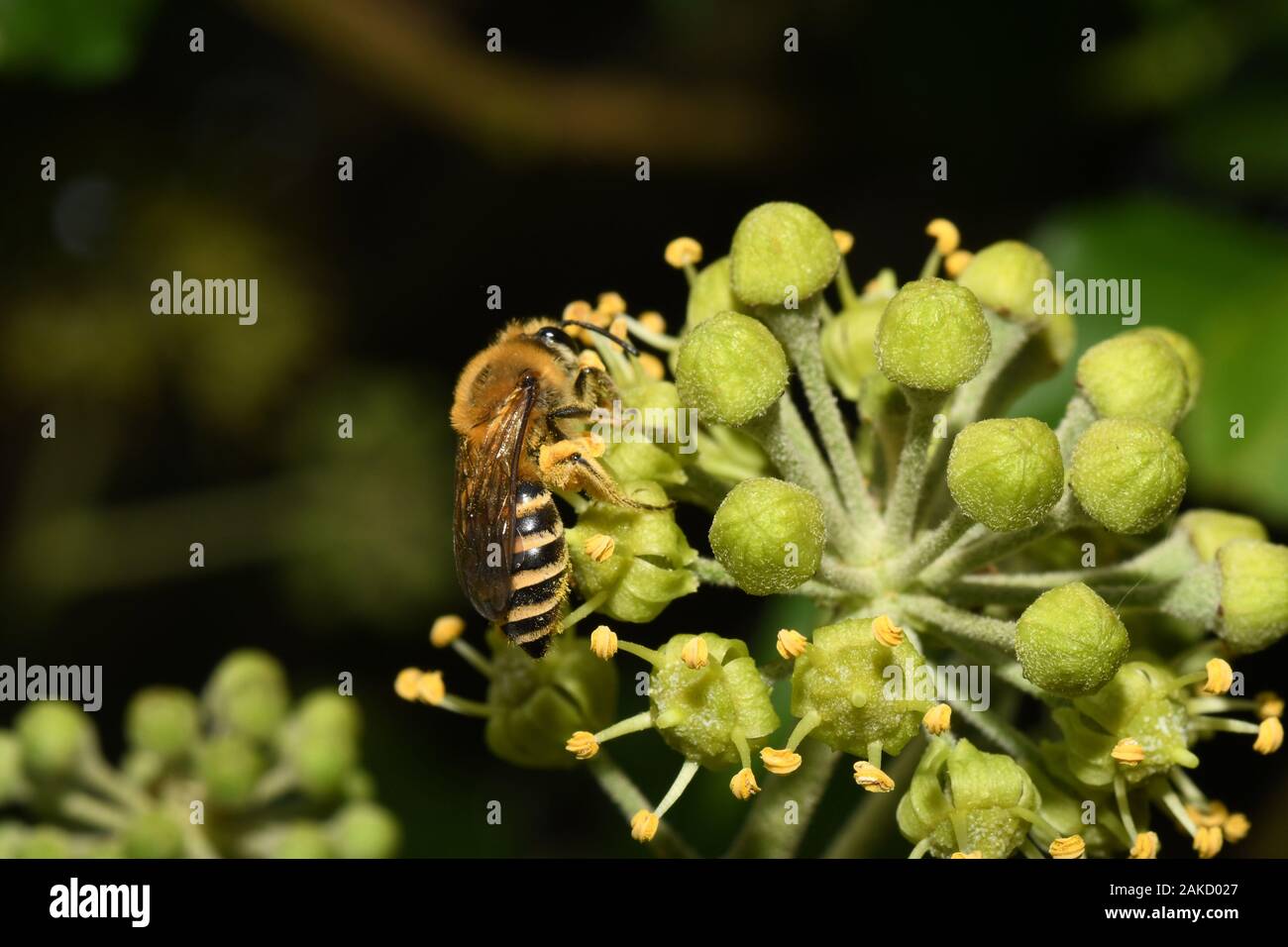 The Ivy Bee,Colletes hederae, is a species of mining bee first recorded in Britain in 2001. It forages almost exclusively at flowers of Ivy, and flies Stock Photo