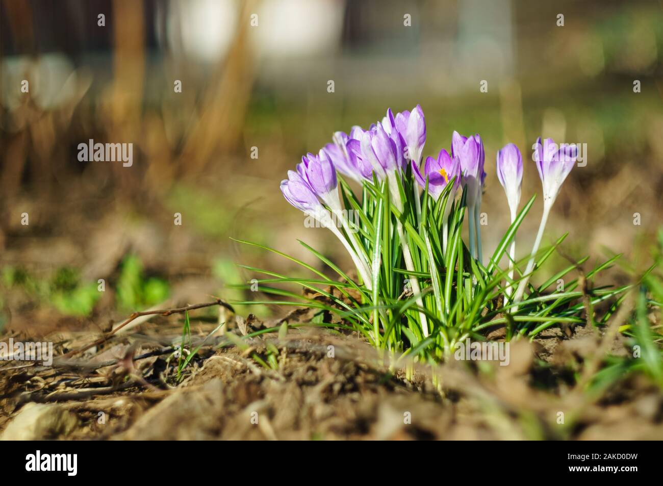 Crocus Flowers In Early Spring On A Blurred Background Soft Focus Selected Focus Stock Photo Alamy