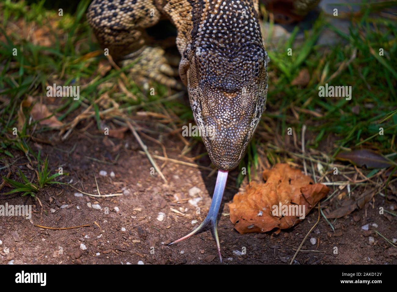 Snake sanctuary in Tsitsicama South Africa Stock Photo